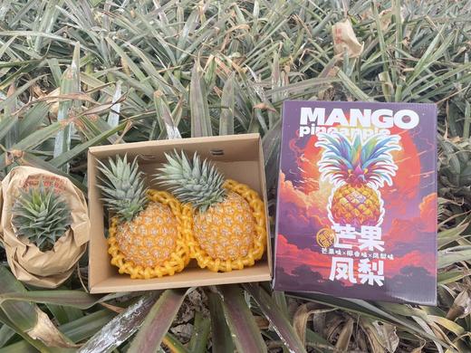 海南芒果凤梨 商品图6