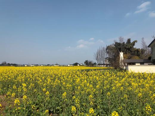 【觅趣625号院·眉山青神】5房包院，swrl 商品图2