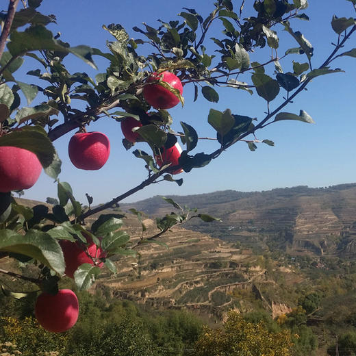 甘肃静宁苹果   新鲜脆甜  爽口多汁  普通装发申通快递  礼盒装发京东或顺丰快递 商品图2