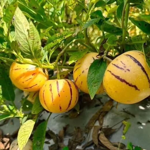 【云南石林树上熟人参果】头茬人参果 又叫糖水小炮弹 口齿留香 清甜多汁 肉质细腻 4种规格任选 商品图2