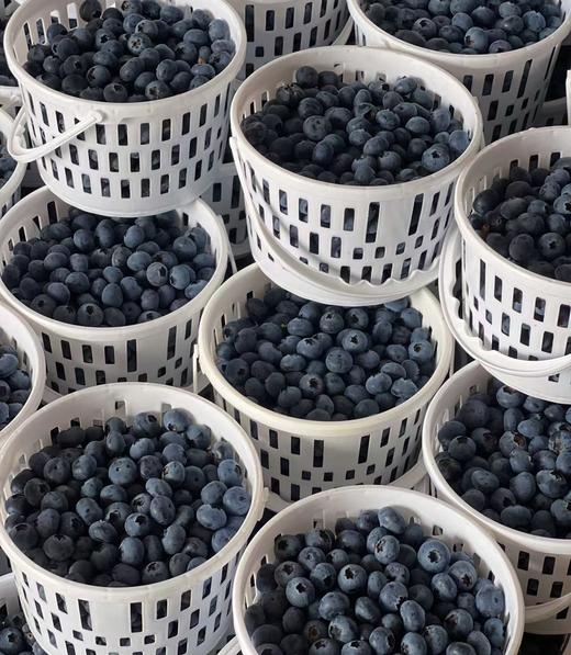 【云南高原L25花香蓝莓】春季头茬果 清爽脆甜  满满花青素  多个规格可选 商品图5