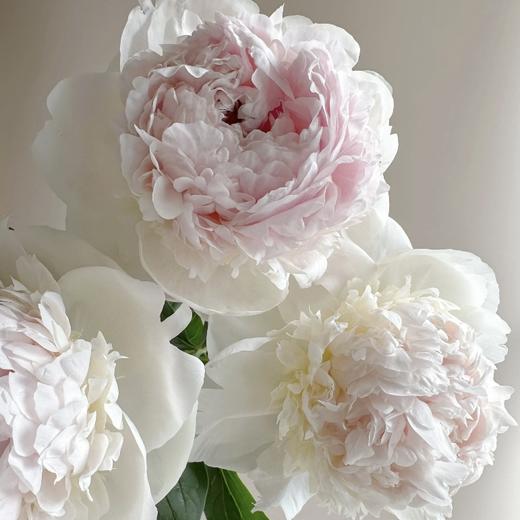 芍药丨冰岛雪糕【买一送一】 商品图2