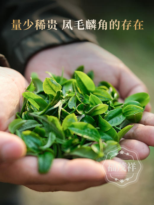 2026年春茶【猫耳朵单株】易武茶区猫耳朵古茶园700古树茶357克普洱生茶 商品图1