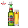 青岛啤酒美国经典11度355*6*4牛卡提篮箱啤  I啤酒 商品缩略图4