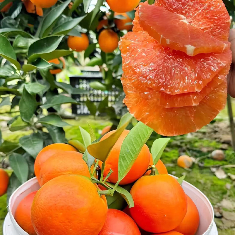 湖北宜昌脐橙中华红橙果园直发