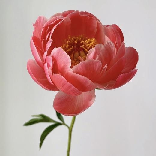 芍药丨珊瑚魅力 商品图0