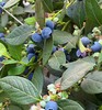 【云南高原L25花香蓝莓】春季头茬果 清爽脆甜  满满花青素  多个规格可选 商品缩略图1