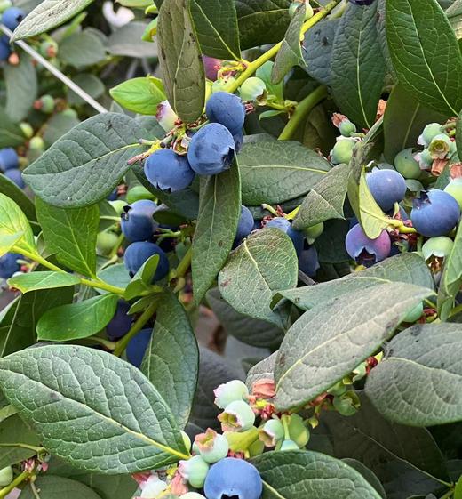 【云南高原L25花香蓝莓】春季头茬果 清爽脆甜  满满花青素  多个规格可选 商品图1