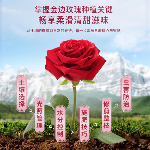 福东海 金边玫瑰花130克 云南玫瑰花茶花干玫瑰花蕾花草茶养生花茶 商品图2