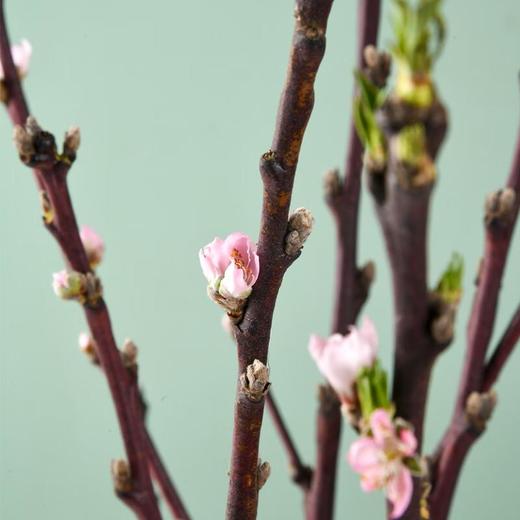 桃花  约3-5束 商品图0