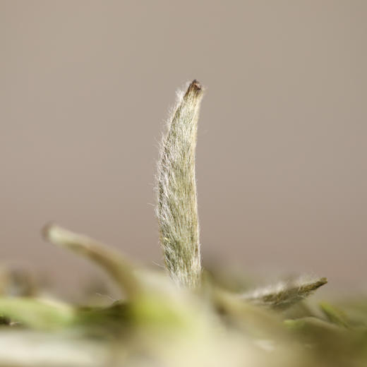 广诚行 2026年头采银针后井岩韵 非遗传承人吴传惠收藏装 商品图2