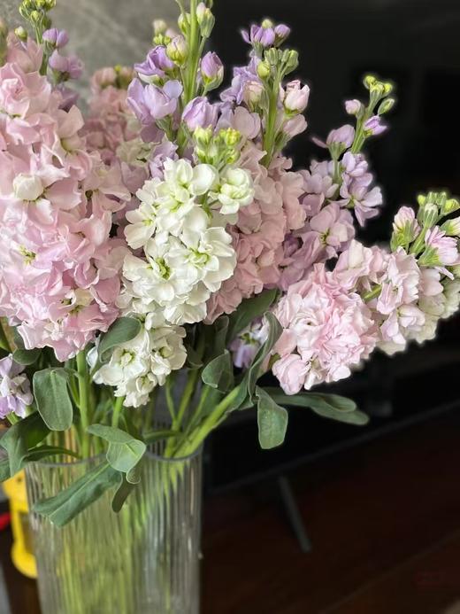 紫罗兰10枝 商品图0