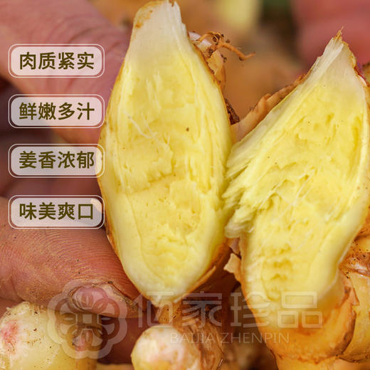 【有机鲜小黄姜】产自文山 采用自然农法种植，自然生长，不熏硫，水洗老姜 商品图1