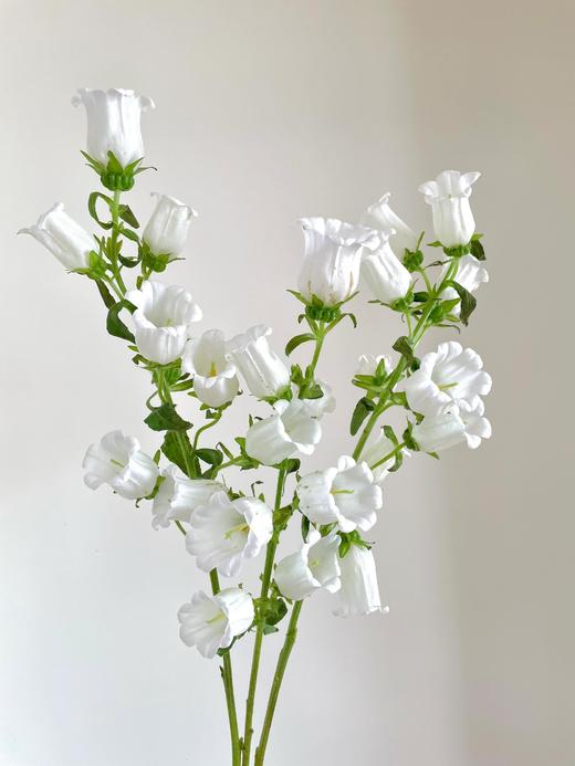 【大份量共3扎风铃】粉色风铃1扎约3-5支+紫色风铃1扎约3-5支+白色风铃1扎约3-5支 商品图5