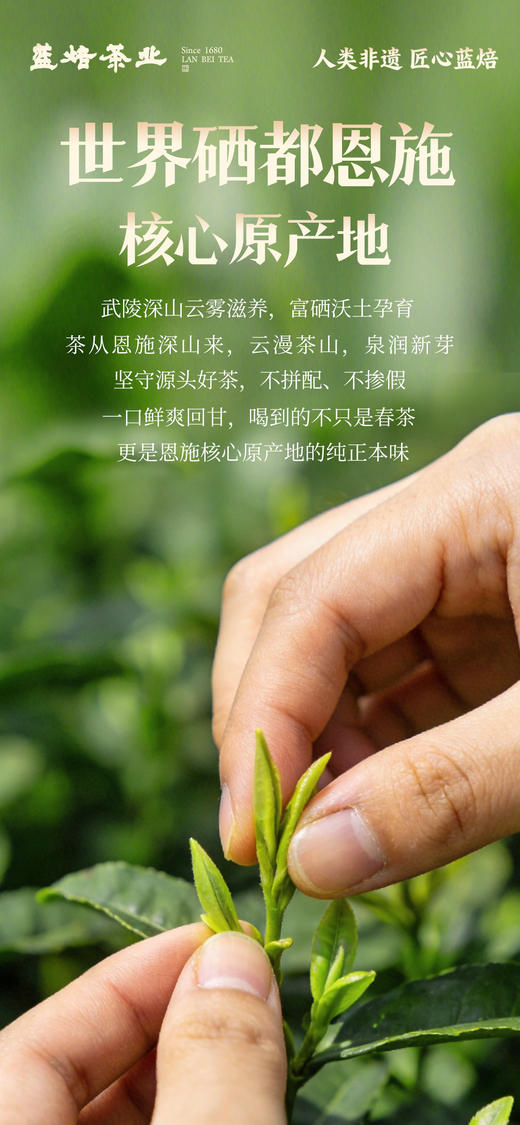 2026年 蓝焙·恩施贡芽炒青绿茶 绿款208g/盒 商品图3