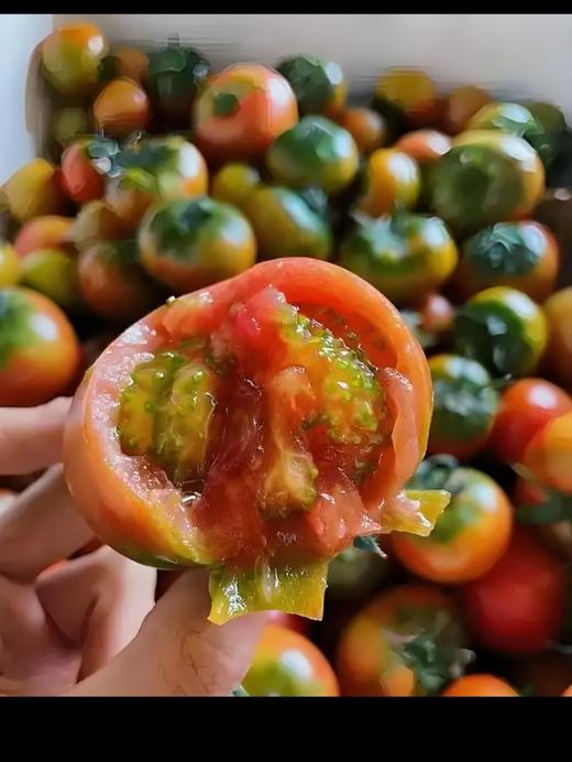 内蒙古赤峰松山有机番茄5斤装   顺丰包邮到家 商品图1