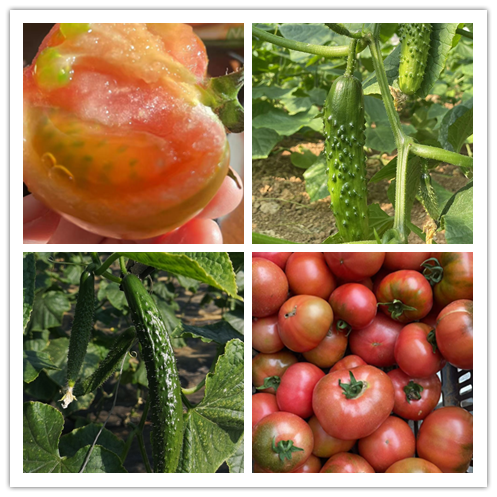 鸿翠园 有机蔬菜套餐