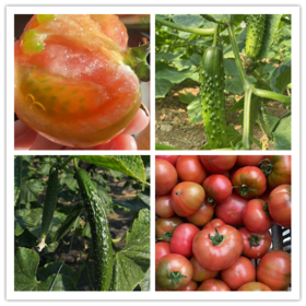 鸿翠园 有机蔬菜套餐