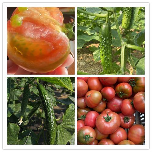 鸿翠园 有机蔬菜套餐 商品图0