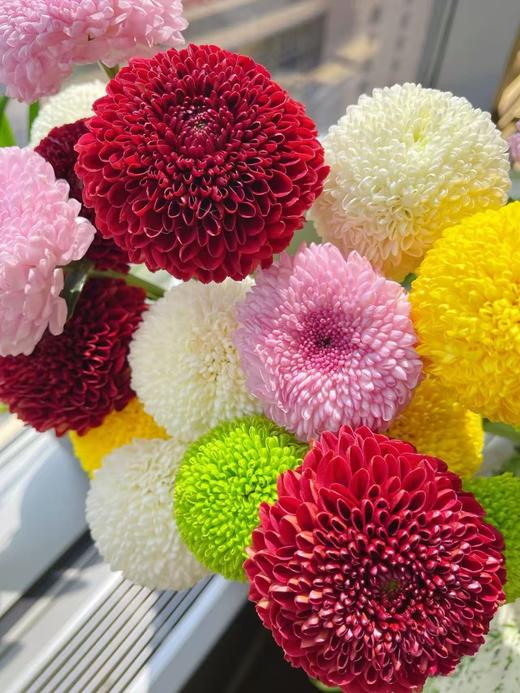 乒乓菊10枝 商品图0