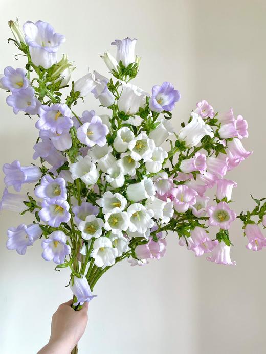 【大份量共3扎风铃】粉色风铃1扎约3-5支+紫色风铃1扎约3-5支+白色风铃1扎约3-5支 商品图1