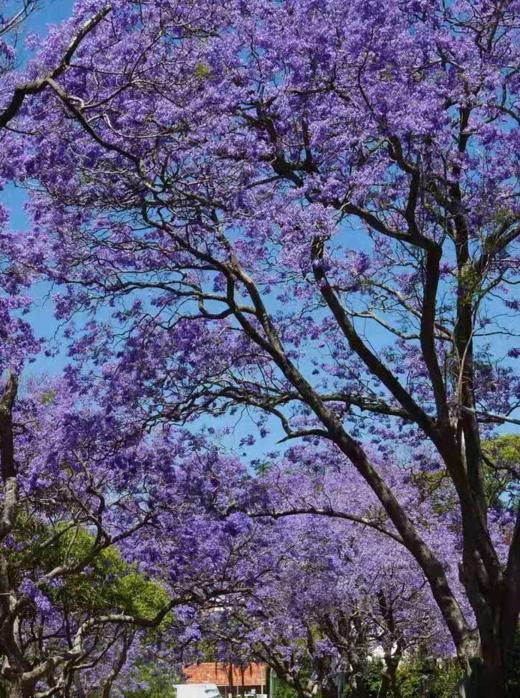 4.19出发【川西南】大凉山春色--西昌蓝花楹·冕宁·冶勒湖·彝寨风情9天深度摄影（K） 商品图0