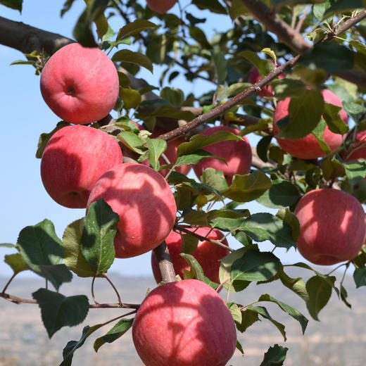 甘肃静宁苹果   新鲜脆甜  爽口多汁  普通装发申通快递  礼盒装发京东或顺丰快递 商品图1