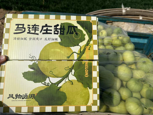 飨实 马连庄甜瓜  山东青岛  瓜香浓郁，皮薄可食 商品图1