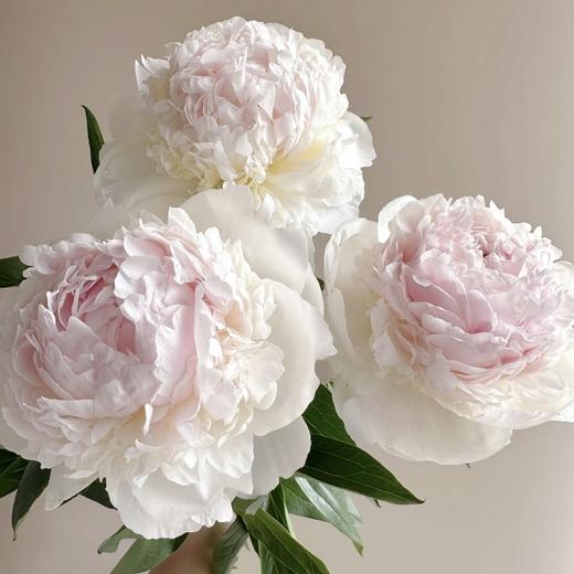 芍药丨冰岛雪糕【买一送一】 商品图1