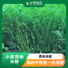 生态茴香 |香味浓郁 |石嫣农场 * Fennel | Self-Produced 商品缩略图0