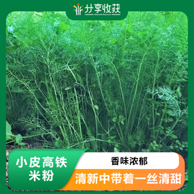 生态茴香 |香味浓郁 |石嫣农场 * Fennel | Self-Produced