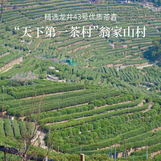 【赠白羊脂玉茶具 一物一码可溯源】预售！2026翁炳铨明前茶 核心产区狮峰西湖龙井茶（ 可扫码 验真伪 预售约3.20发） 商品图2