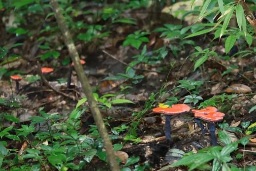 春假专场4.2-4.3❗️【峨眉探索家】2天1夜自然探索营：非遗竹编、现代工业探秘  传统武术传承、溶洞地质科考  丛林自然探索、飞拉达攀岩挑战 商品图11