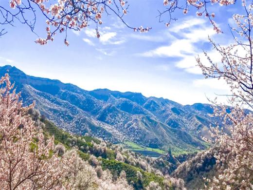 清明6日【伊犁杏花】绝色新疆6日の吐尔根-那拉提冰百合-大西沟杏花-独山子大峡谷-赛里木湖 商品图8