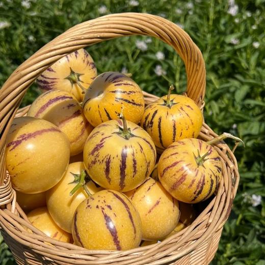 云南树上熟人参果【红河产区，现摘现发】 商品图2