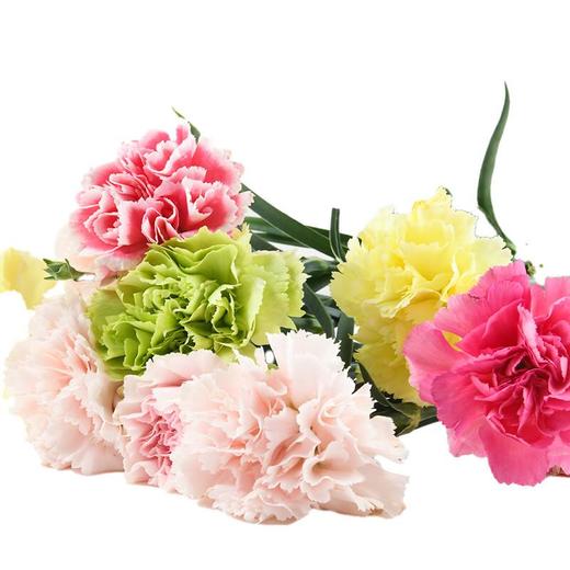康乃馨花束 10支/1束（颜色随机） 商品图1