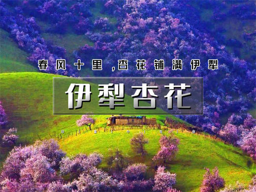 清明6日【伊犁杏花】绝色新疆6日の吐尔根-那拉提冰百合-大西沟杏花-独山子大峡谷-赛里木湖 商品图0