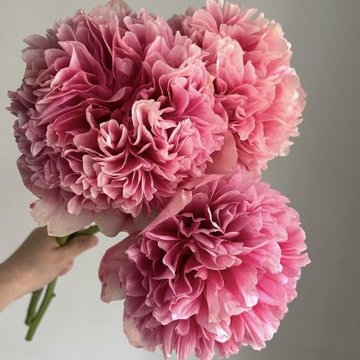 芍药丨御前表演 商品图2