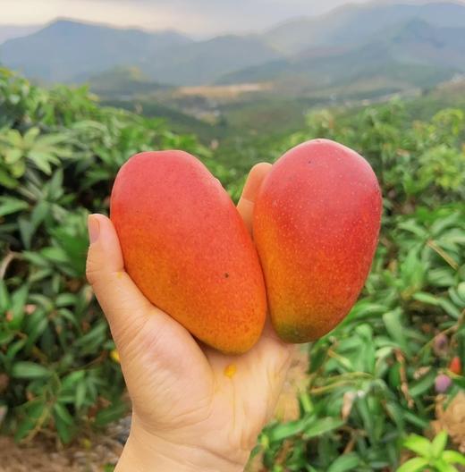 海南树熟一级贵妃芒果礼盒顺丰包邮*2.5kg 商品图4