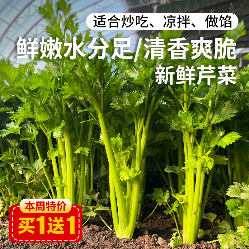 每日现摘  密农人家芹菜  生态种植  茎绿多汁  鲜嫩清脆  1斤