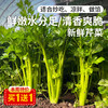 每日现摘  密农人家芹菜  生态种植  茎绿多汁  鲜嫩清脆  1斤 商品缩略图0