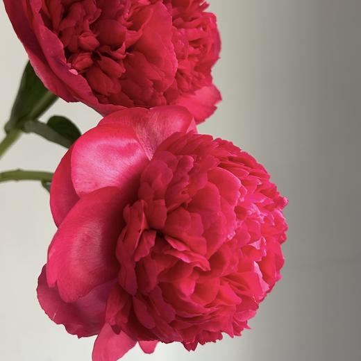 芍药丨御前表演 商品图1