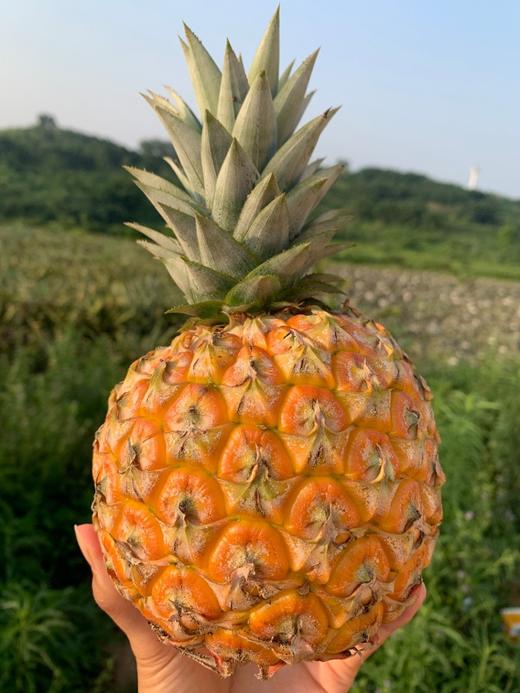 海南芒果凤梨 商品图5