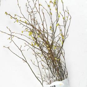 耳坠花   约2-3束