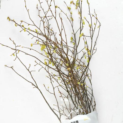 耳坠花   约2-3束 商品图0