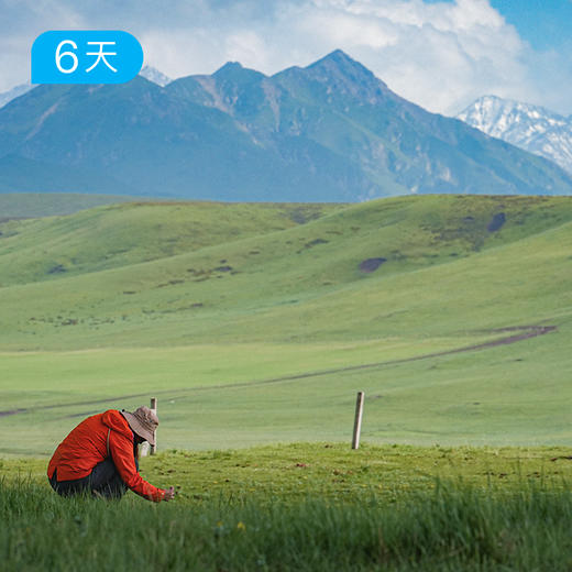 祁连山54公里轻徒步｜开湖季高山杜鹃季 赴草原冰川雪山之约 6日 商品图3