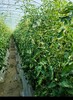 内蒙古赤峰松山有机番茄5斤装   顺丰包邮到家 商品缩略图3