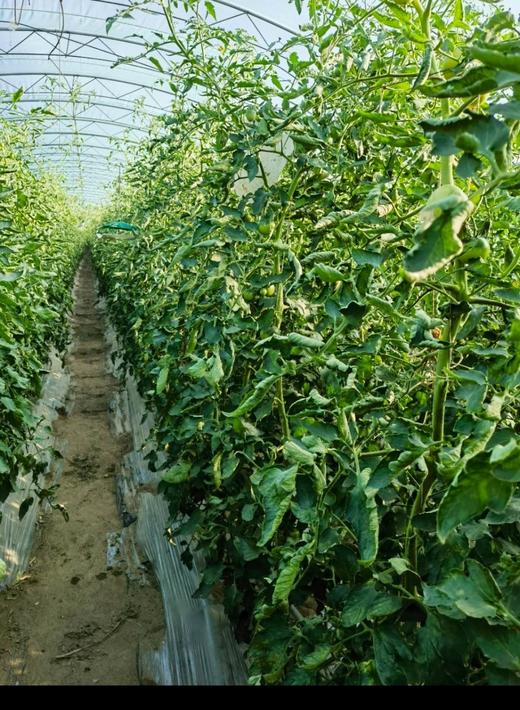 内蒙古赤峰松山有机番茄5斤装   顺丰包邮到家 商品图3