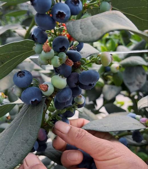 【云南高原L25花香蓝莓】春季头茬果 清爽脆甜  满满花青素  多个规格可选 商品图3