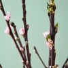 桃花  约3-5束 商品缩略图1